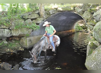 Pony of the Americas, Mare, 4 years, 13.3 hh, Black