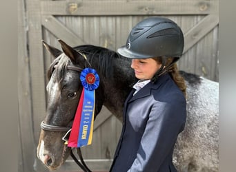 Pony of the Americas, Mare, 4 years, 13.3 hh, Black