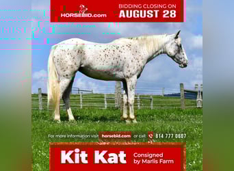 Pony of the Americas, Mare, 4 years, 13.3 hh