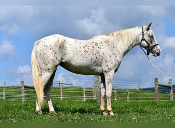 Pony of the Americas, Mare, 4 years, 13.3 hh