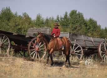 Pony of the Americas, Mare, 4 years, 14,1 hh, Dun