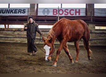 Pony of the Americas, Mare, 4 years, Chestnut-Red