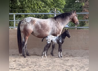 Pony of the Americas, Mare, 6 years, 13.2 hh, Leopard-Piebald