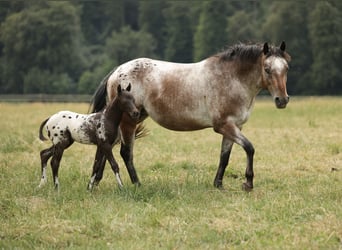 Pony of the Americas, Mare, 6 years, 13.2 hh, Leopard-Piebald