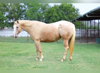 Pony of the Americas, Mare, 6 years, 14 hh, Palomino