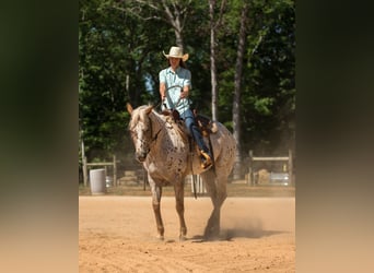 Pony of the Americas, Mare, 6 years, Chestnut
