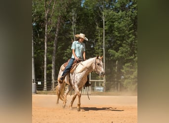 Pony of the Americas, Mare, 6 years, Chestnut