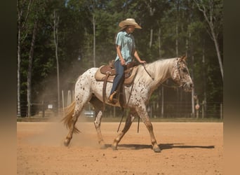 Pony of the Americas, Mare, 6 years, Chestnut