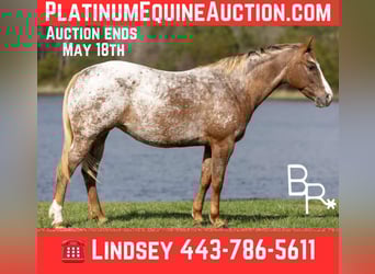 Pony of the Americas, Mare, 7 years, 14 hh, Chestnut