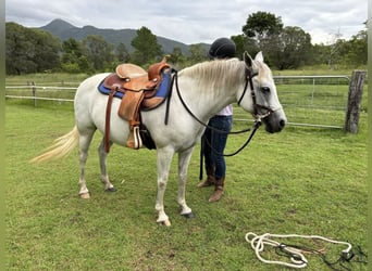 Pony of the Americas, Mare, 7 years, 14 hh, Gray