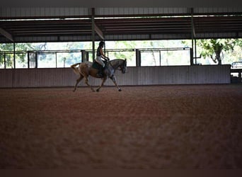Pony of the Americas, Mare, 7 years, 14 hh, Palomino