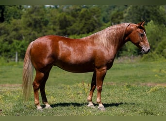 Pony of the Americas, Mare, 7 years, 14 hh, Sorrel