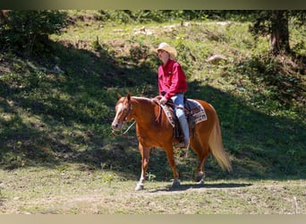 Pony of the Americas, Mare, 7 years, 14 hh, Sorrel