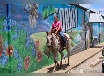 Pony of the Americas, Mare, 7 years