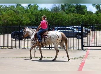 Pony of the Americas, Mare, 7 years