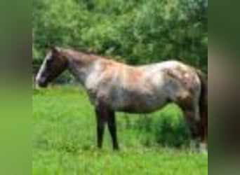 Pony of the Americas, Mare, 8 years, 13,2 hh, Bay