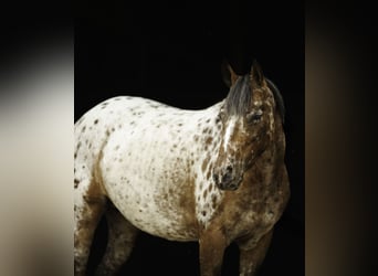 Pony of the Americas, Mare, 8 years, Chestnut