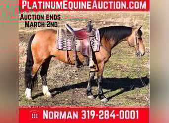 Pony of the Americas, Mare, 9 years, 13.2 hh, Dun