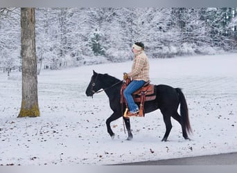 Pony of the Americas, Mare, 9 years, 13,1 hh, Black