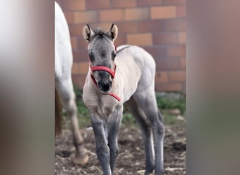 Pony of the Americas, Mare, Foal (01/2026), 14.1 hh, Grullo
