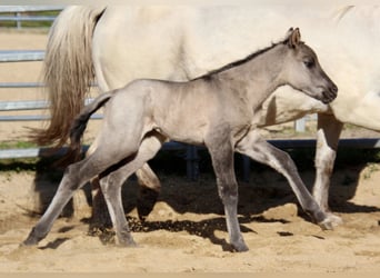 Pony of the Americas, Mare, Foal (01/2026), 14.1 hh, Grullo