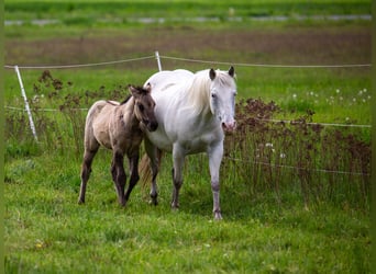 Pony of the Americas, Mare, Foal (01/2026), 14.1 hh, Grullo
