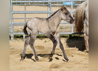 Pony of the Americas, Mare, Foal (01/2026), 14.1 hh, Grullo