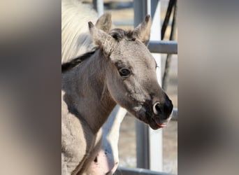 Pony of the Americas, Mare, Foal (01/2026), 14.1 hh, Grullo