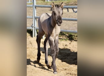 Pony of the Americas, Mare, Foal (01/2026), 14,1 hh, Grullo
