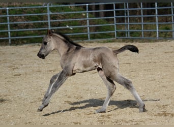 Pony of the Americas, Mare, Foal (01/2026), 14,1 hh, Grullo