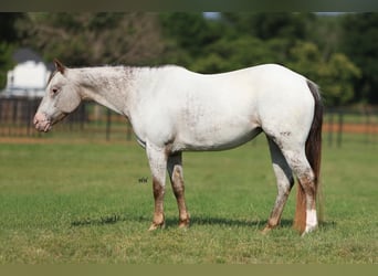 Pony of the Americas, Merrie, 10 Jaar
