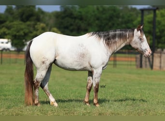 Pony of the Americas, Merrie, 10 Jaar