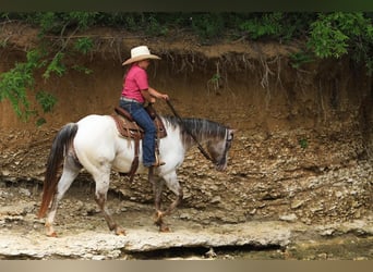 Pony of the Americas, Merrie, 10 Jaar