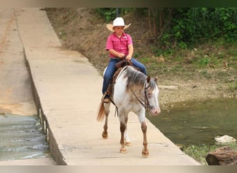 Pony of the Americas, Merrie, 10 Jaar