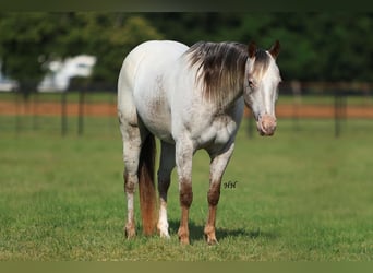 Pony of the Americas, Merrie, 10 Jaar