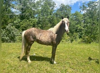 Pony of the Americas, Merrie, 11 Jaar, 112 cm, Wit