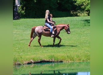 Pony of the Americas, Merrie, 12 Jaar, 132 cm, Donkere-vos