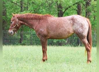 Pony of the Americas, Merrie, 12 Jaar, 132 cm, Donkere-vos