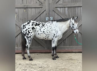 Pony of the Americas, Merrie, 12 Jaar, 135 cm