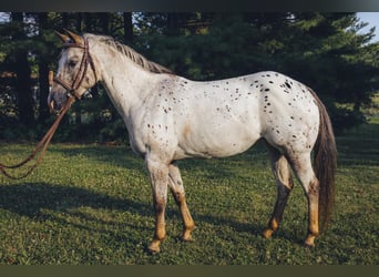 Pony of the Americas, Merrie, 12 Jaar