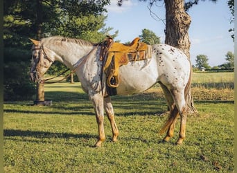 Pony of the Americas, Merrie, 12 Jaar
