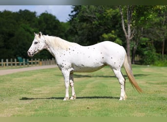 Pony of the Americas, Merrie, 14 Jaar
