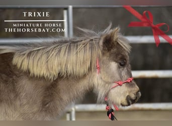 Pony of the Americas, Merrie, 1 Jaar, 84 cm, Bruin