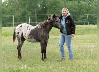 Pony of the Americas, Merrie, 2 Jaar, 140 cm, Zwart