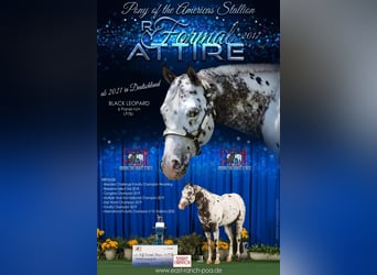 Pony of the Americas, Merrie, 2 Jaar, 140 cm, Zwart