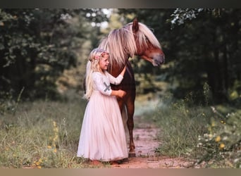 Pony of the Americas, Merrie, 3 Jaar, 109 cm, Roodbruin