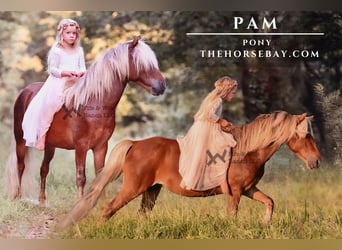 Pony of the Americas, Merrie, 3 Jaar, 109 cm, Roodbruin