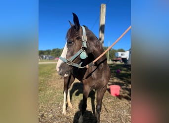 Pony of the Americas, Stute, 3 Jahre, 132 cm, Rappe