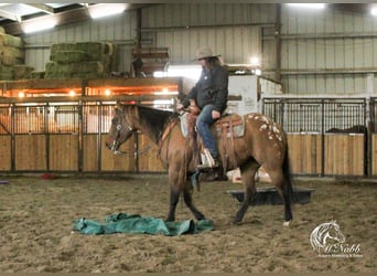 Pony of the Americas, Merrie, 3 Jaar, 145 cm, Falbe