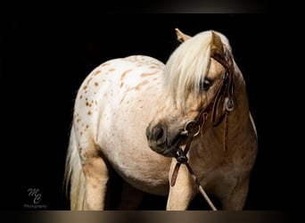 Pony of the Americas, Merrie, 4 Jaar, 102 cm